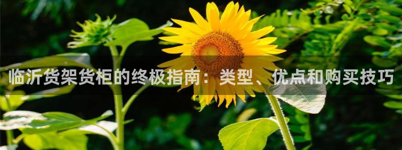 杏运代理