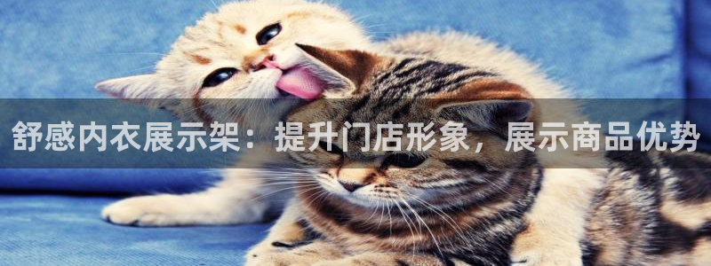 杏运平台招商：舒感内衣展示架：提升门店形